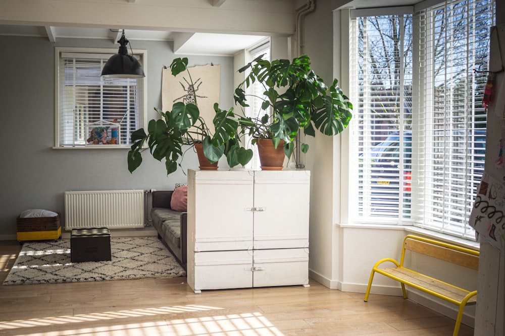 green plant on white wooden cabinet