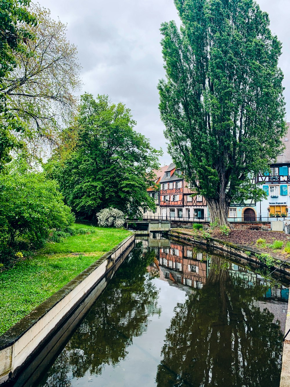 green trees beside river during daytime