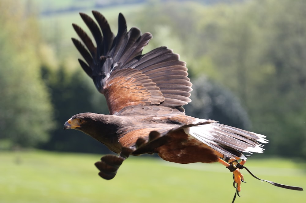 brown and black bird flying during daytime