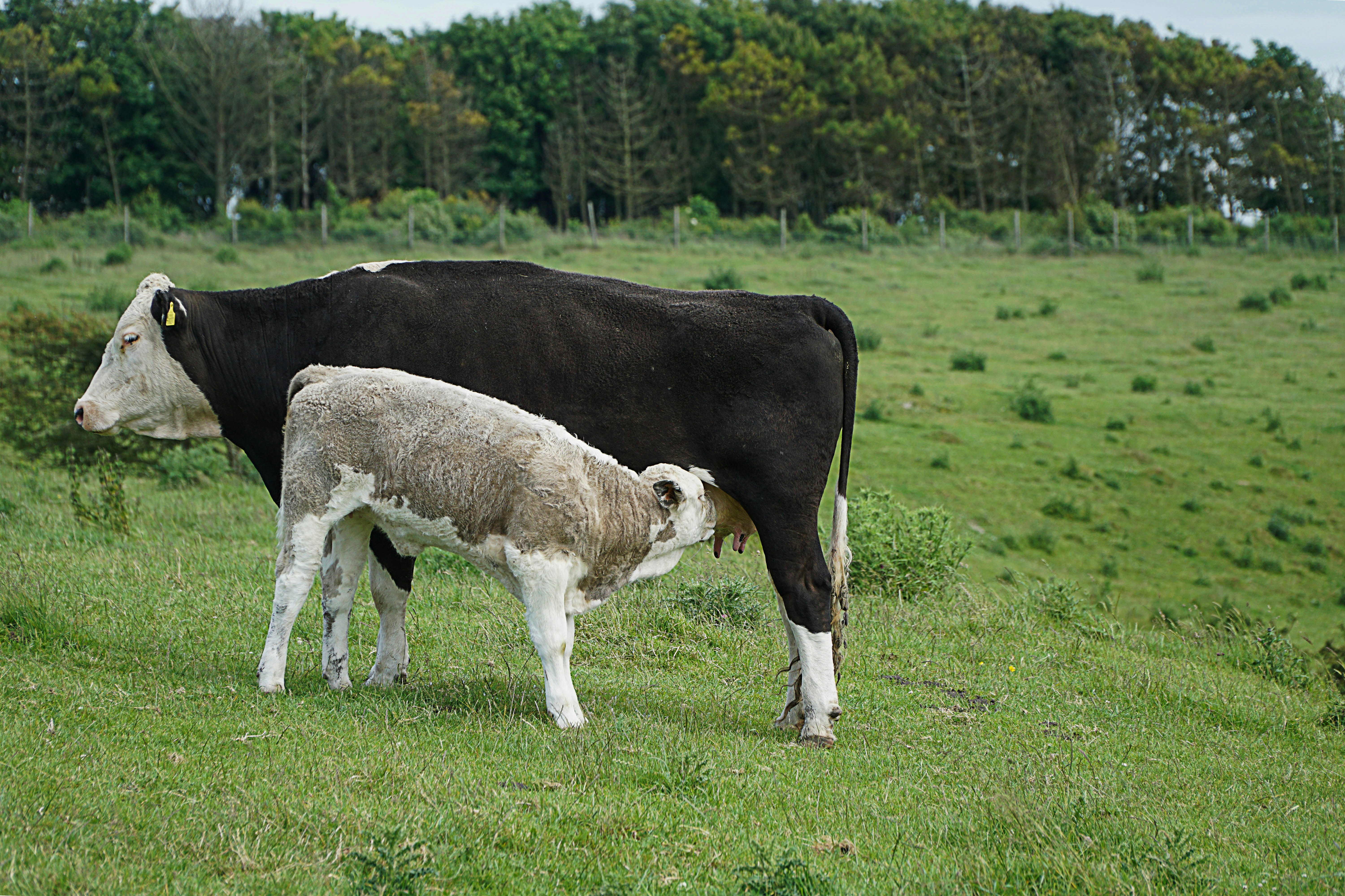 black and white cow on green grass field during daytime