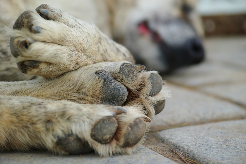 white short coated dog lying on brown concrete floor