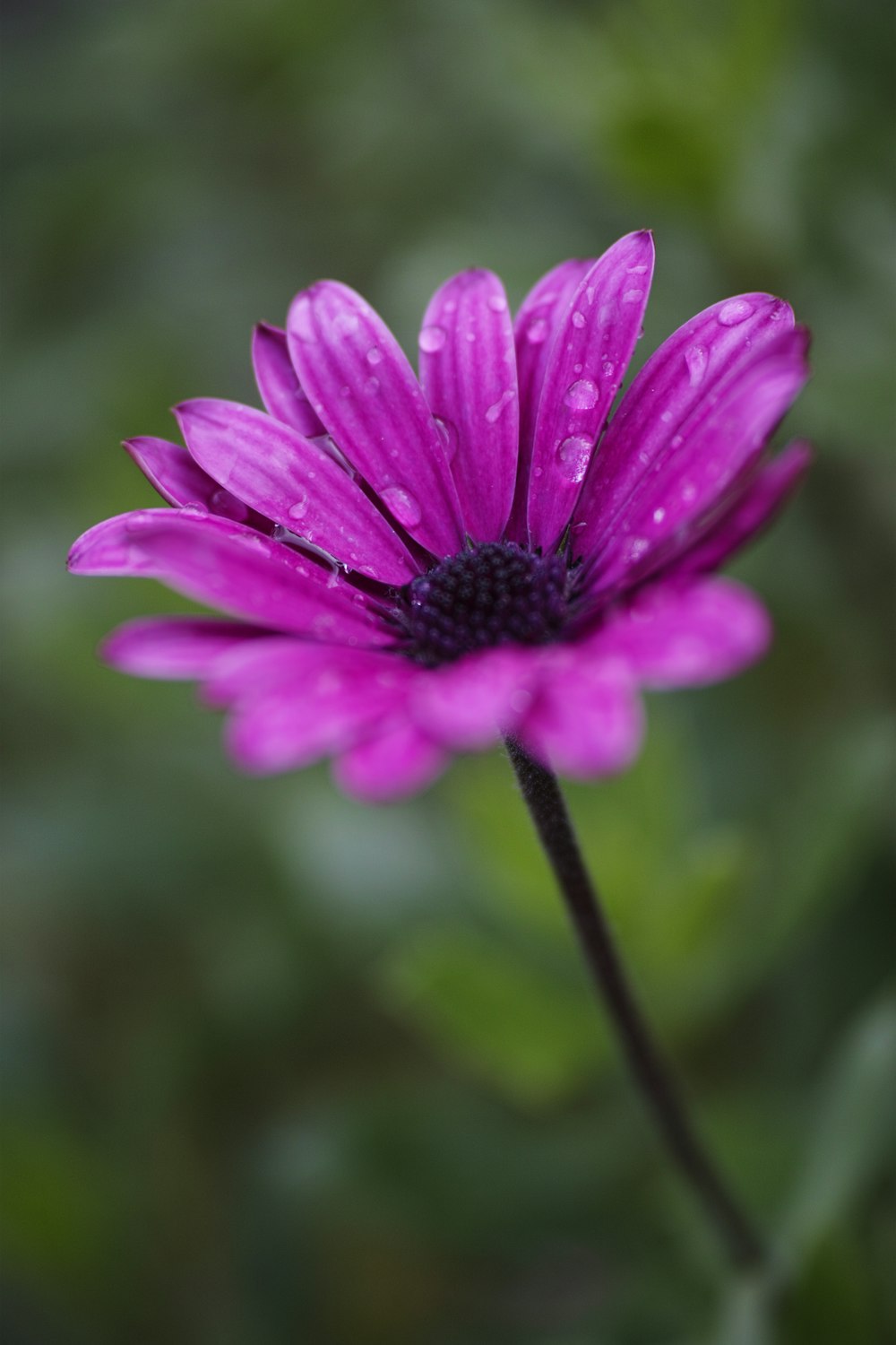 purple flower in tilt shift lens