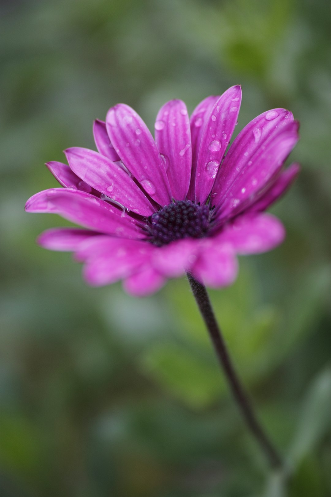 purple flower in tilt shift lens