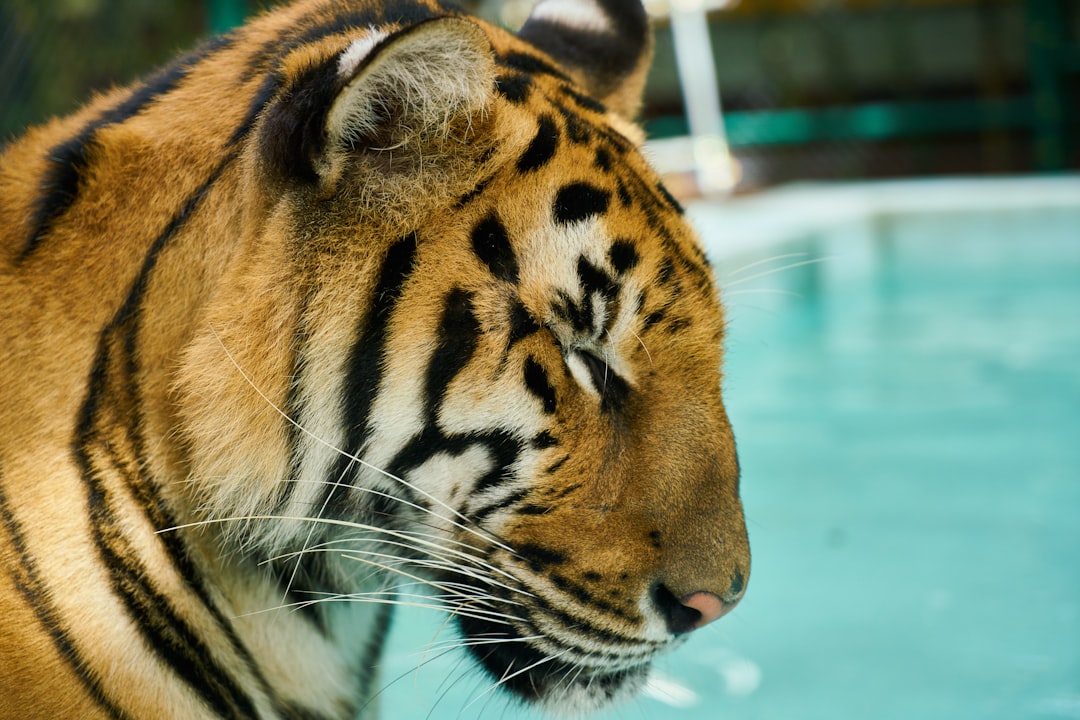 brown and black tiger in close up photography