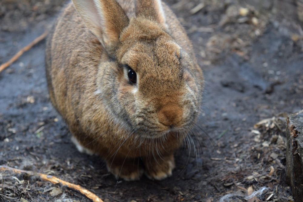 brown rabbit on brown soil