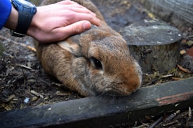 A hand gently pets a brown rabbit lying on the ground next to wooden logs and mulch. The setting appears to be an outdoor area, possibly a garden or a small animal enclosure. The rabbit&rsquo;s fur is a mix of brown and gray, and the person is wearing a black watch on their wrist.