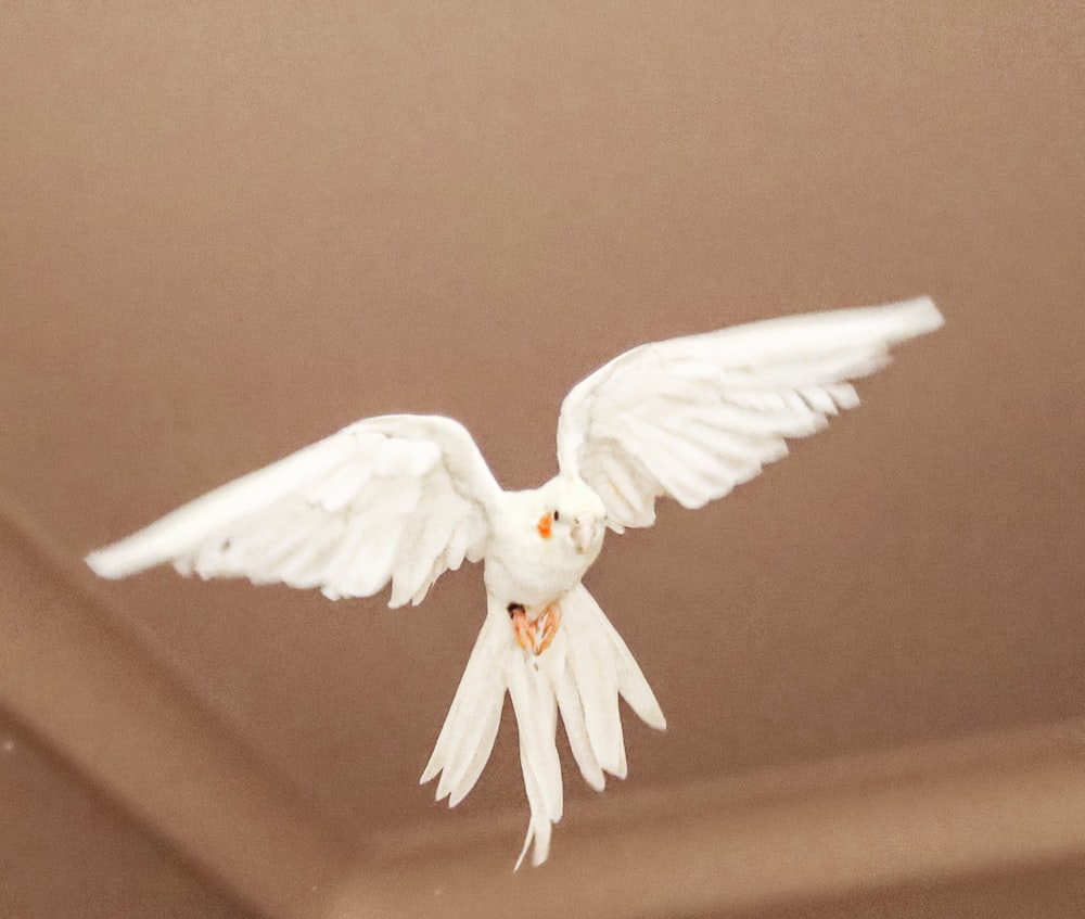 white bird flying in the sky