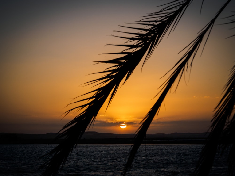 silhouette of palm tree near body of water during sunset