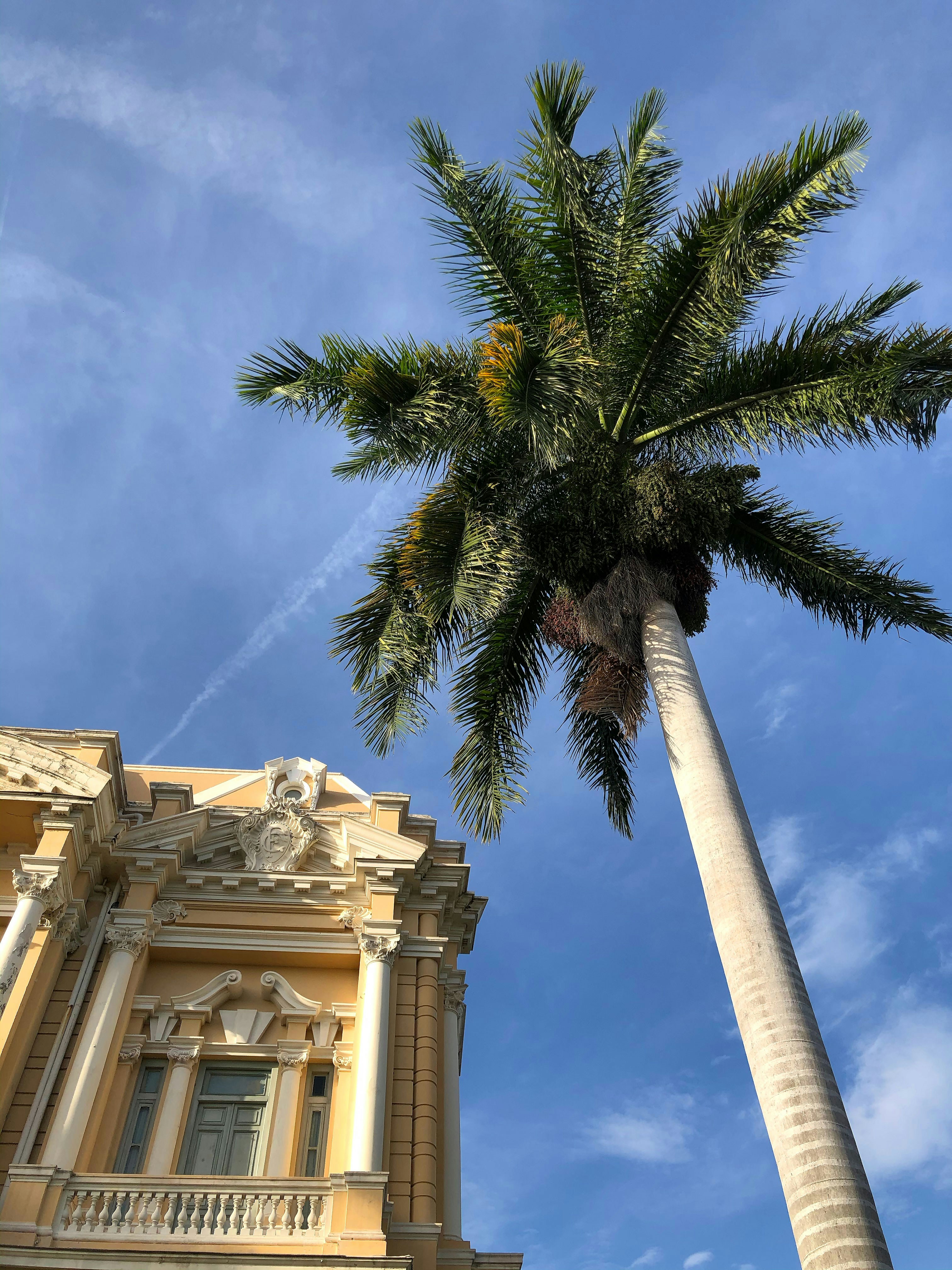 green palm tree near beige concrete building during daytime