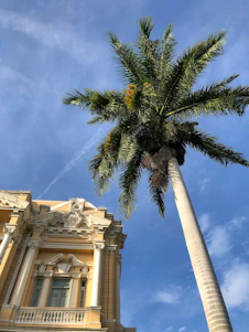 green palm tree near beige concrete building during daytime