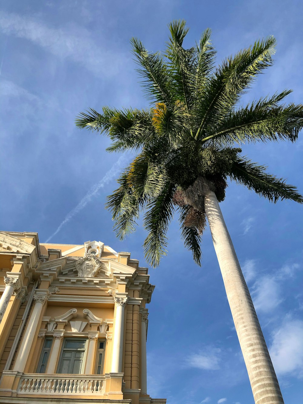 Palmier vert près d’un bâtiment en béton beige pendant la journée