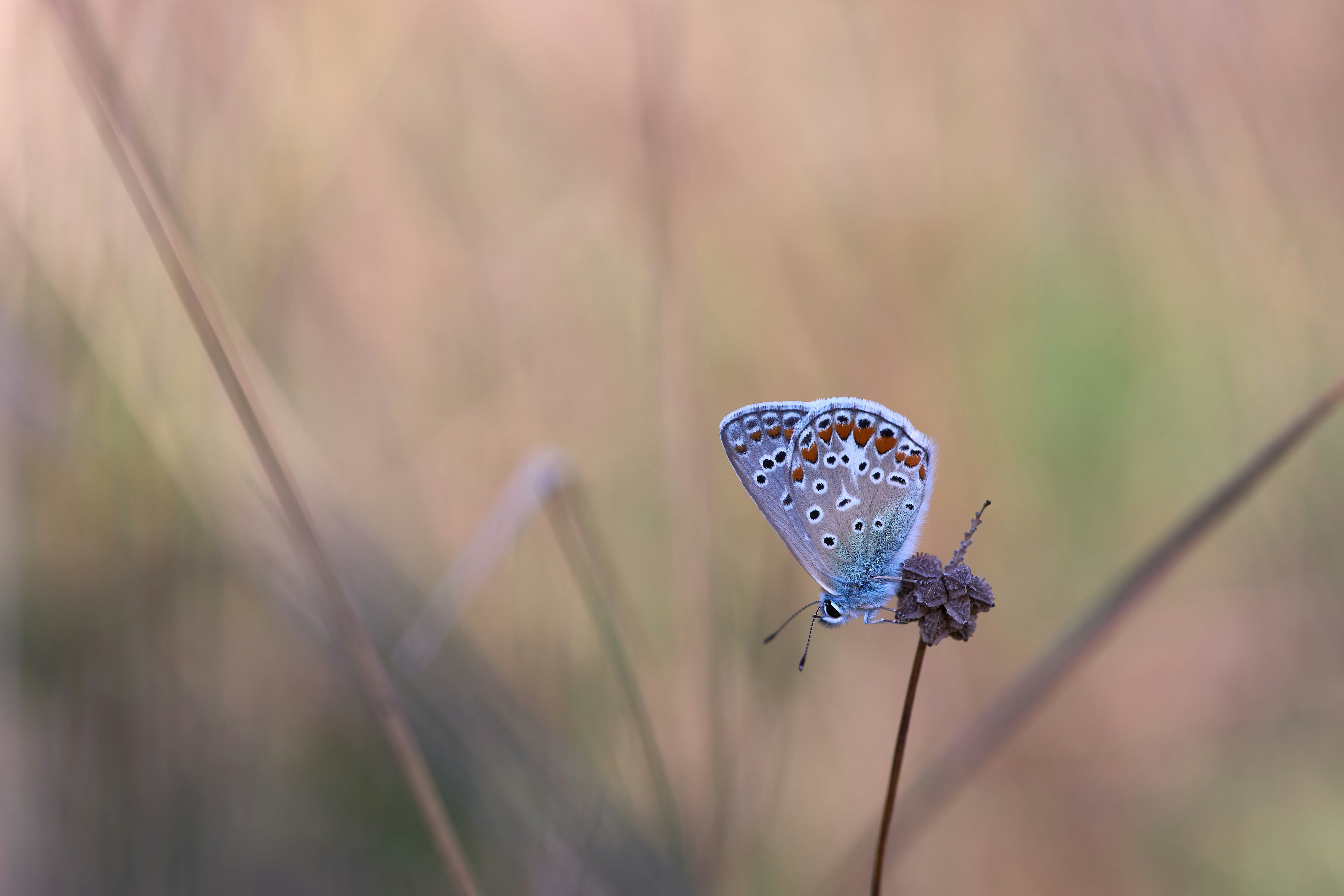 Photo by wolfgang_hasselmann