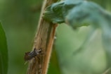 A close-up of a brown bug perched on a green plant stalk with blurred greenery in the background. The bug is detailed with visible antennae and legs, conveying a sense of natural habitat.