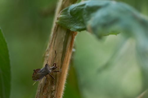 A close-up of a brown bug perched on a green plant stalk with blurred greenery in the background. The bug is detailed with visible antennae and legs, conveying a sense of natural habitat.
