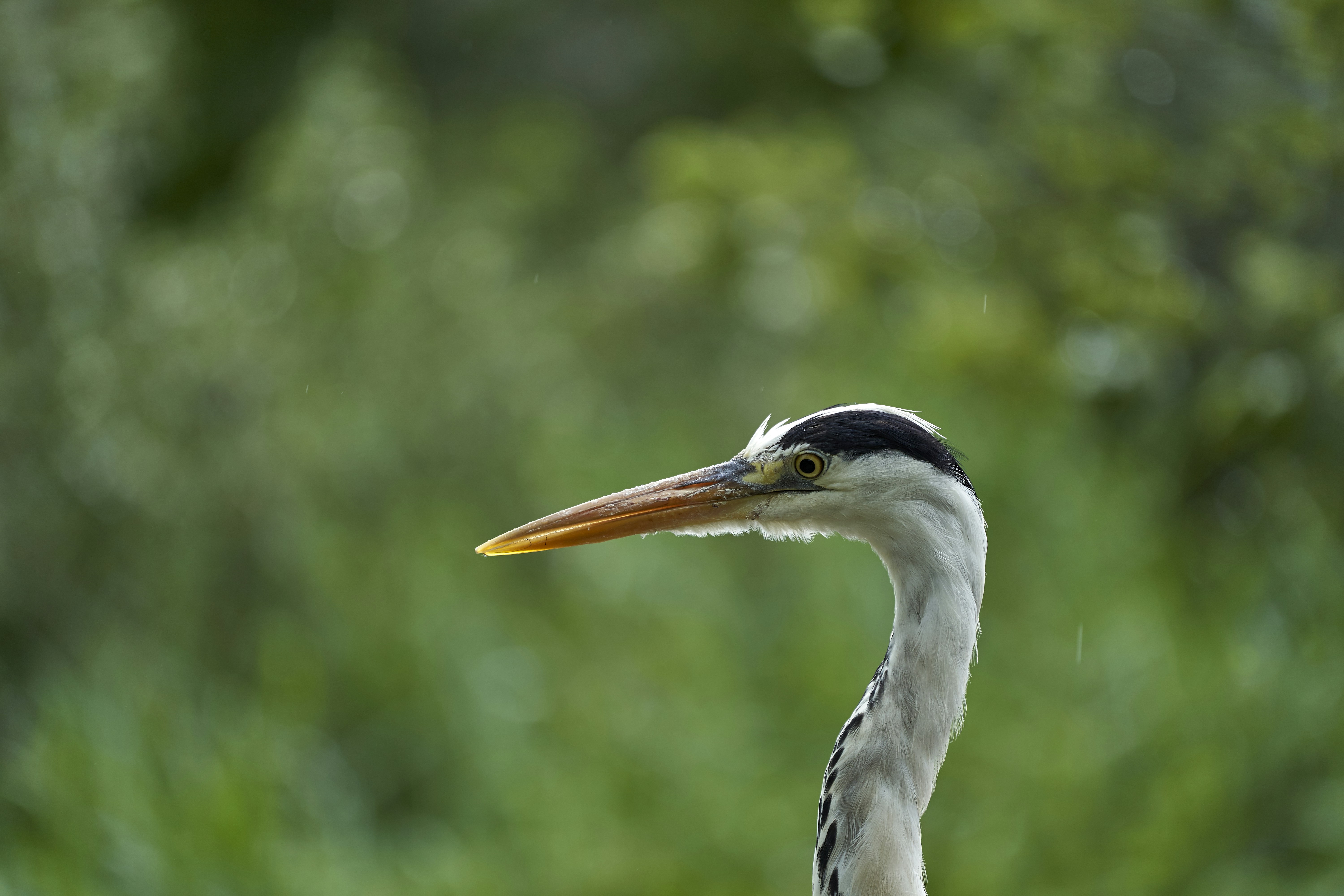 Photo by wolfgang_hasselmann