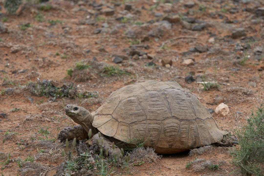 brown turtle on brown soil