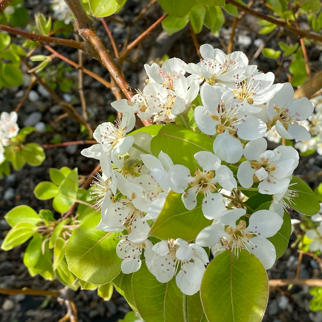 white flowers with green leaves