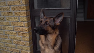 A German Shepherd dog stands alertly at the entrance, looking intently to the side. The dog is positioned next to a brick wall and a glass-paneled door, with detailed fur patterns visible. The interior behind the dog is dimly lit, with a staircase in the background.