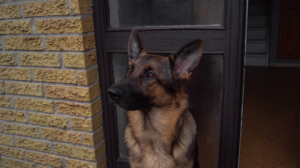 A German Shepherd dog stands alertly at the entrance, looking intently to the side. The dog is positioned next to a brick wall and a glass-paneled door, with detailed fur patterns visible. The interior behind the dog is dimly lit, with a staircase in the background.