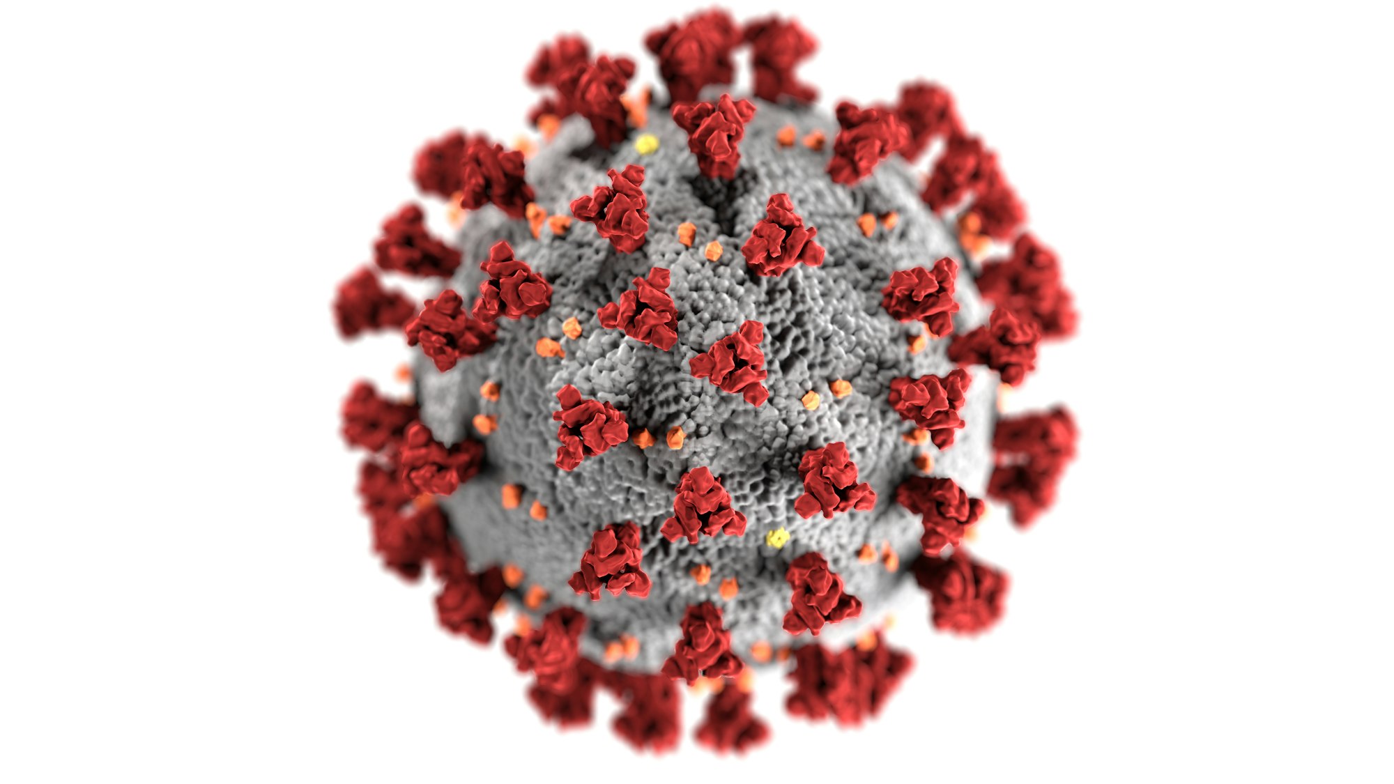 The Coronavirus