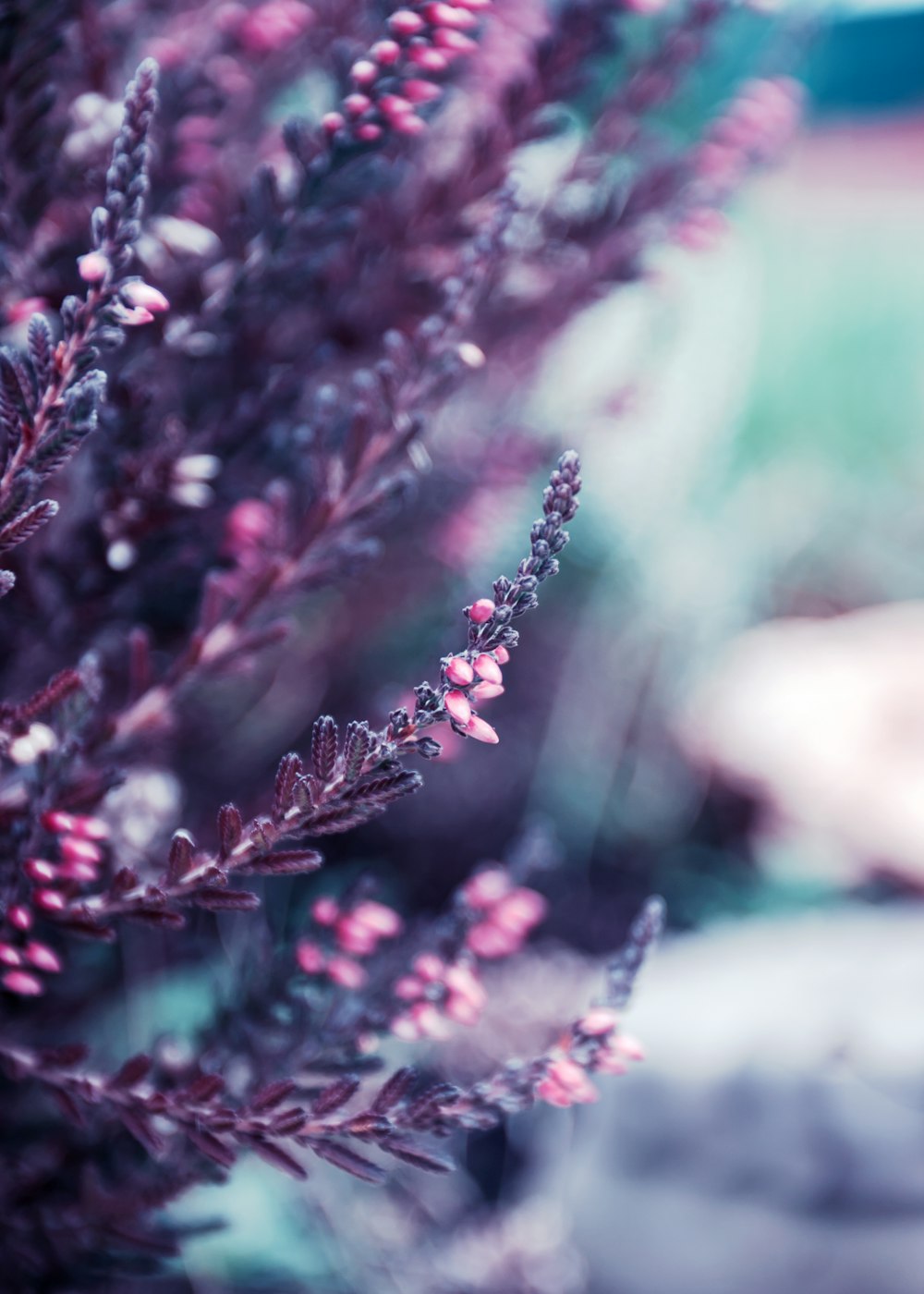 red and white flower in tilt shift lens