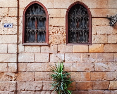 green plant in front of brown window cairo zoom background