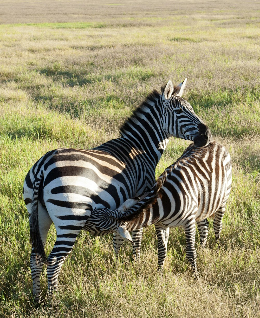 zebra sul campo di erba verde durante il giorno