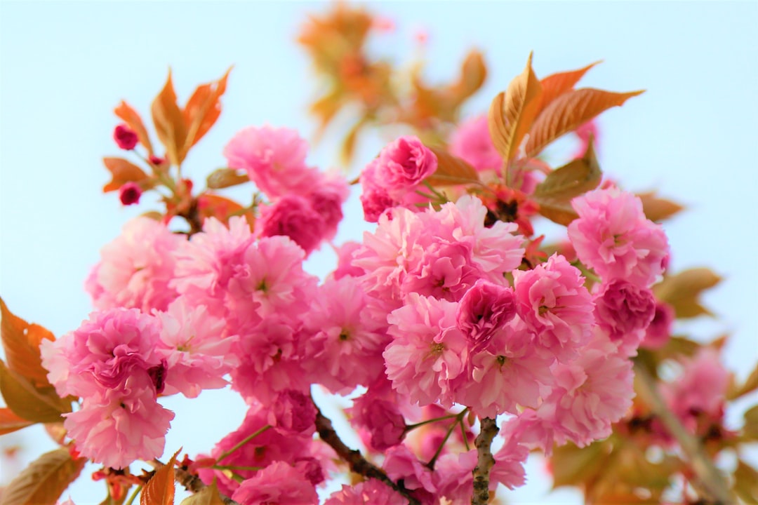 pink flowers in tilt shift lens