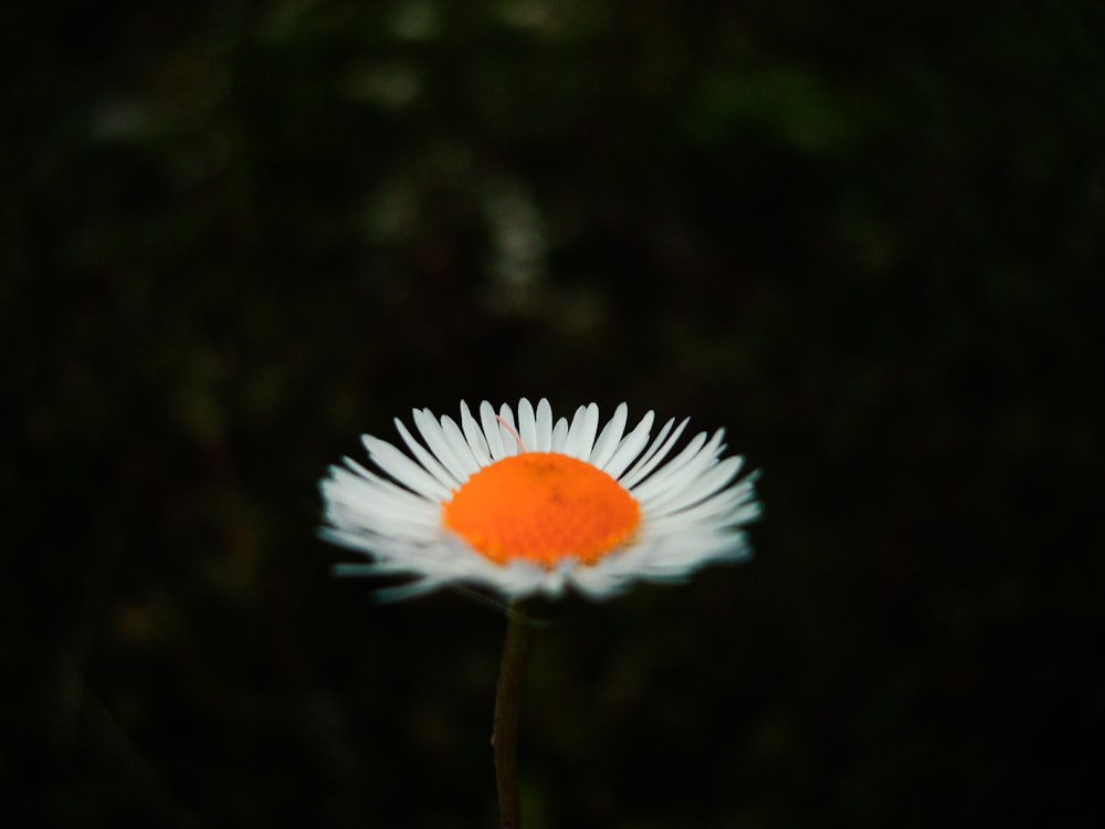 white and orange flower in tilt shift lens