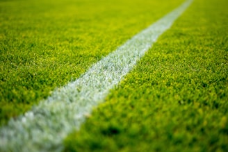 green grass field during daytime