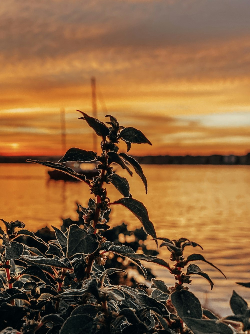 silhouette of plant near body of water during sunset