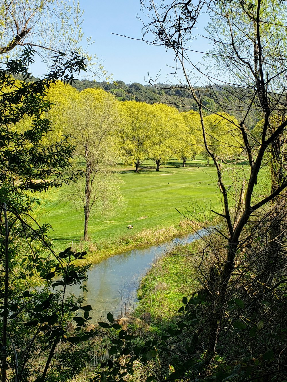 Campo de hierba verde y árboles junto al río durante el día