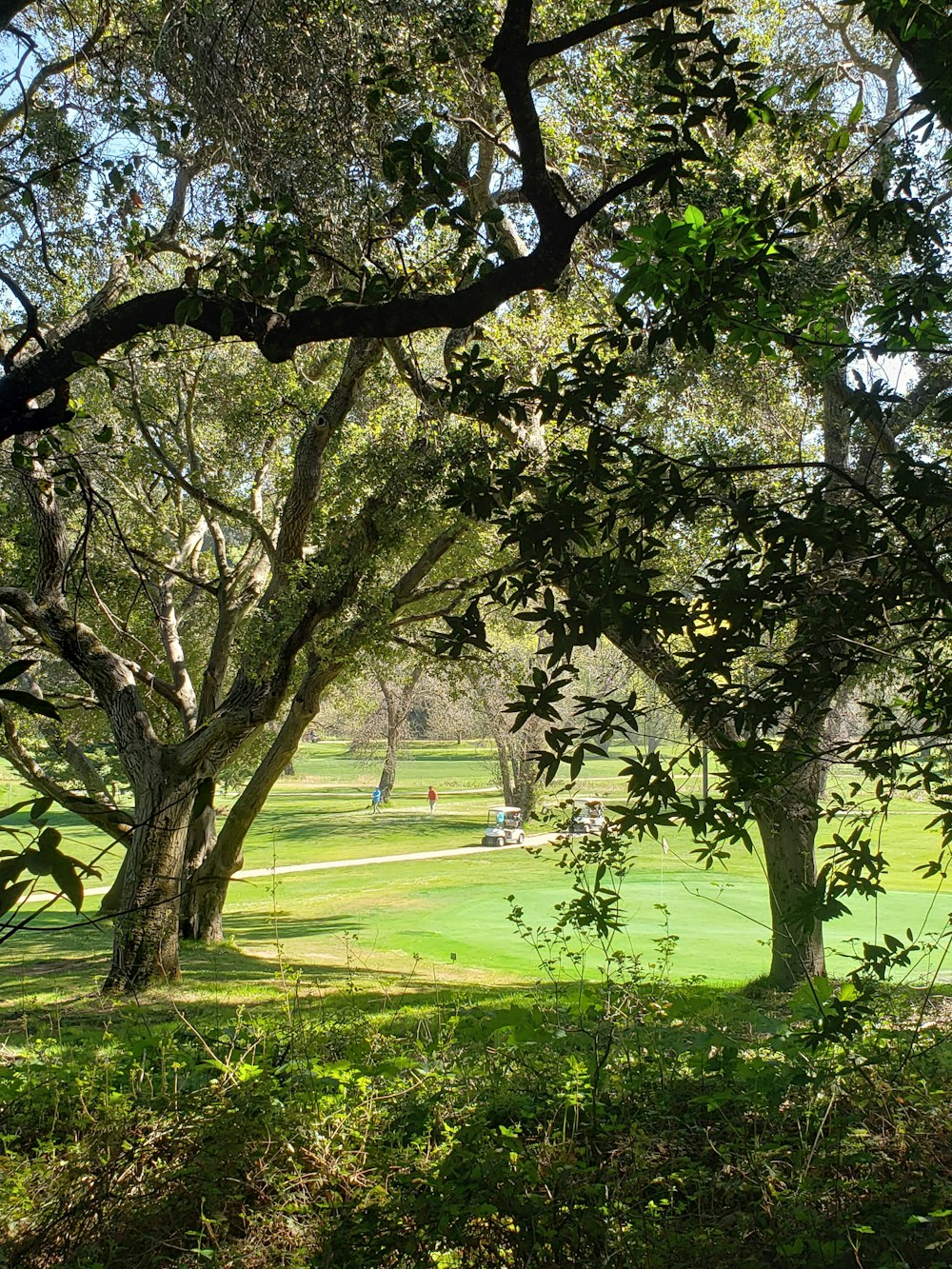 green grass field with trees during daytime