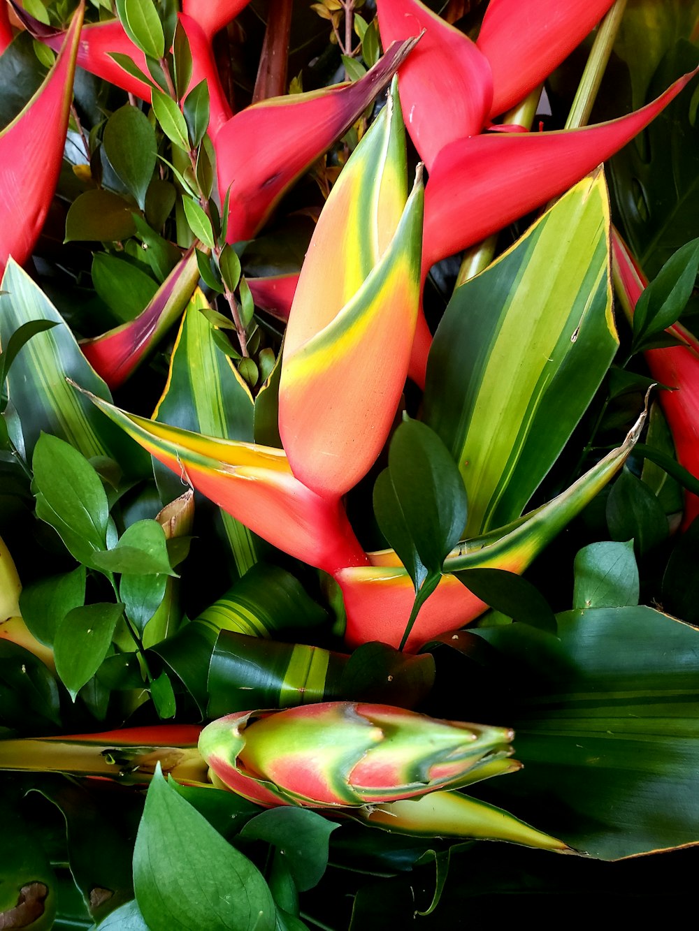 red and yellow tulips in bloom during daytime