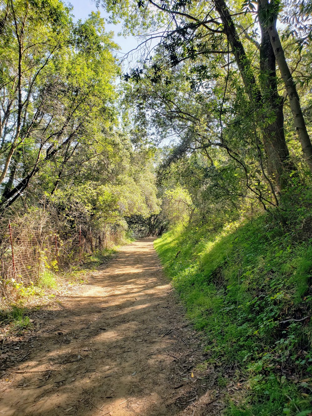 brown dirt road between green trees during daytime