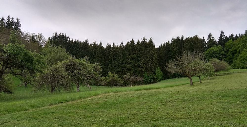 green grass field surrounded by green trees under gray sky