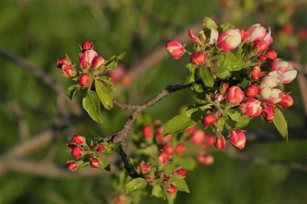 red flowers with green leaves