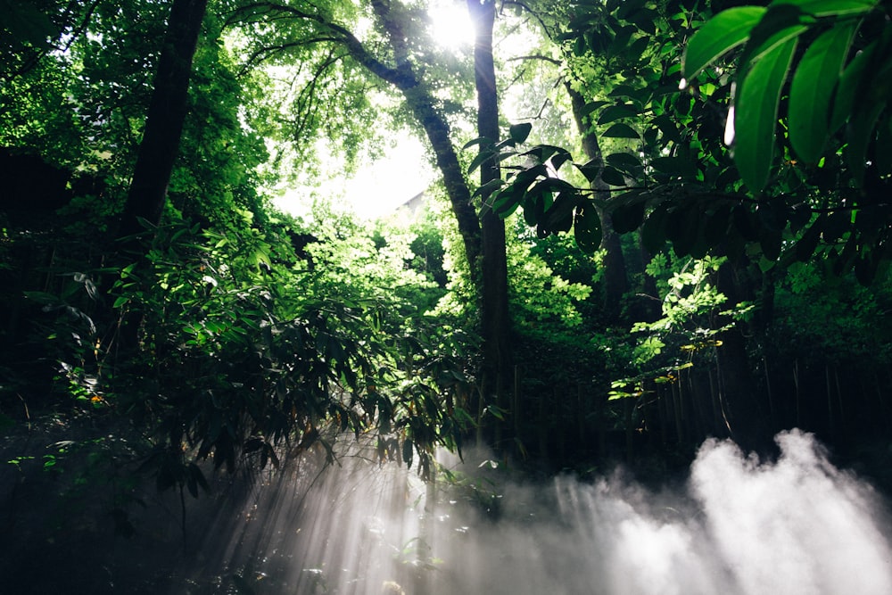 green trees near water falls during daytime