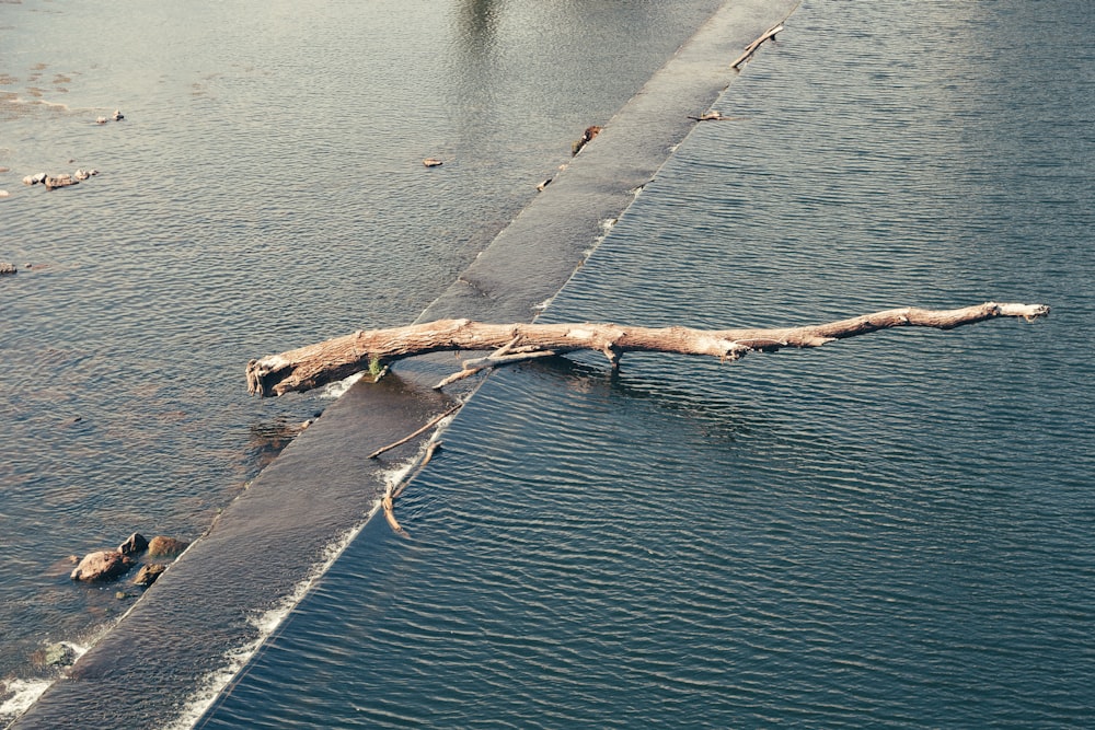 brown wooden log on body of water during daytime