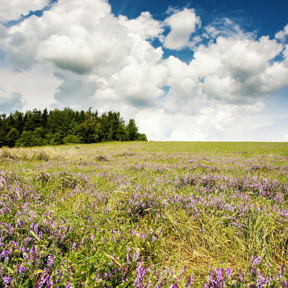 campo de flores púrpuras bajo nubes blancas y cielo azul durante el día