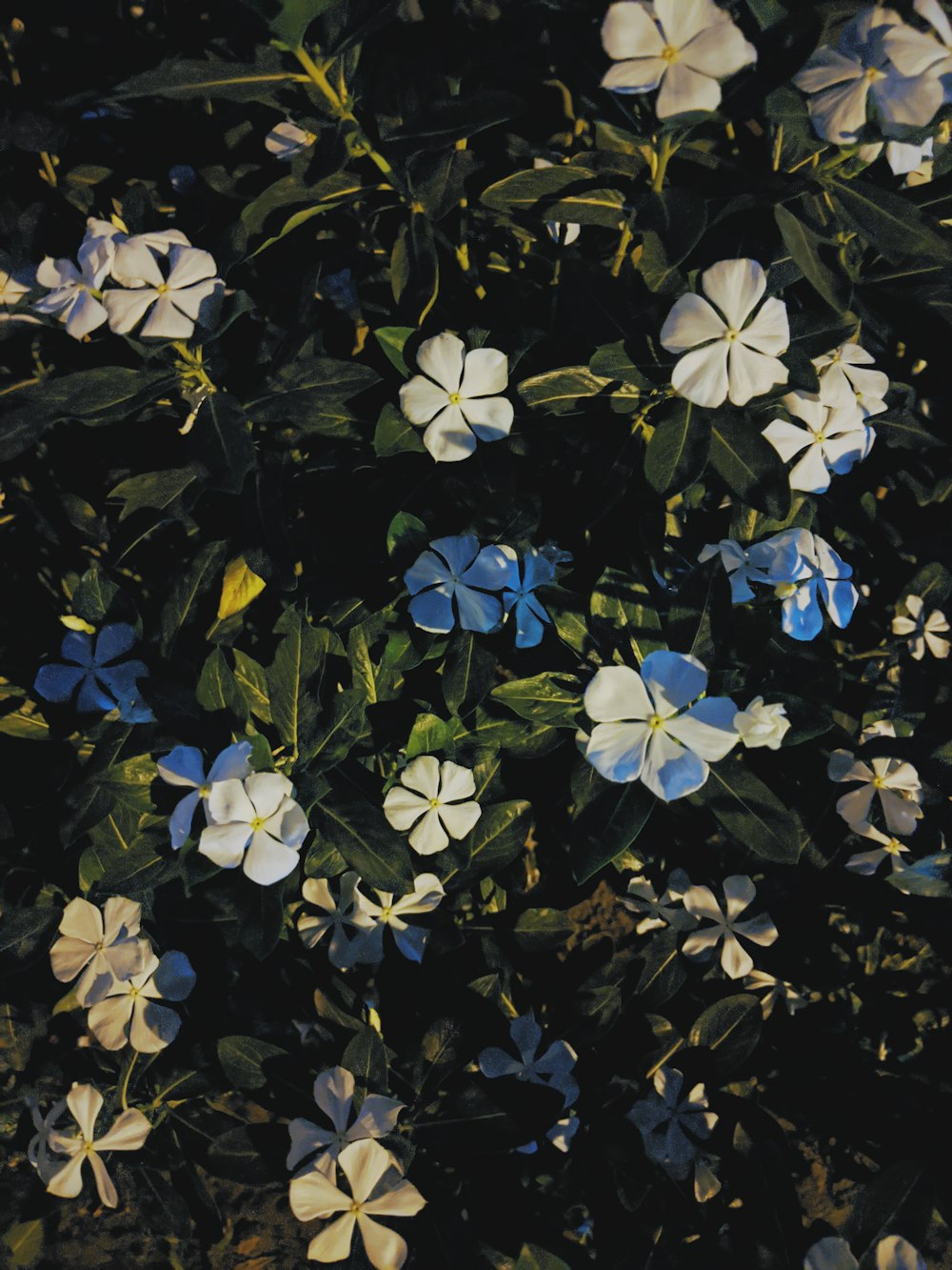 青と白の花が咲く