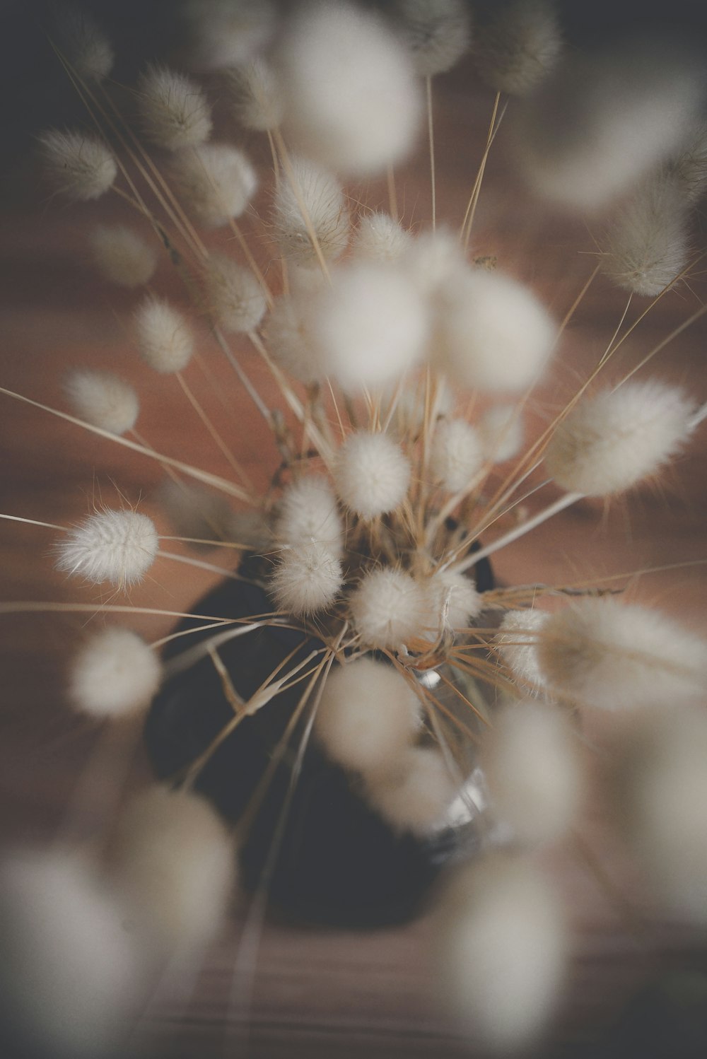 white dandelion in close up photography