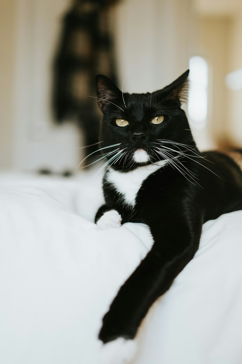 tuxedo cat on white textile
