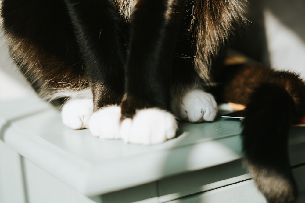 black and white cat lying on white table