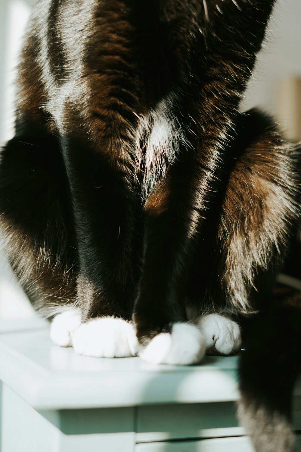 black and white cat lying on white textile