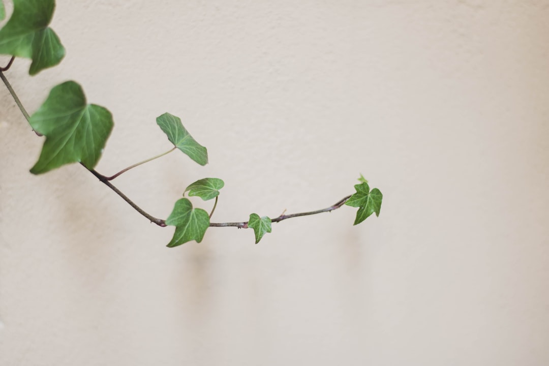 green leaves on white wall