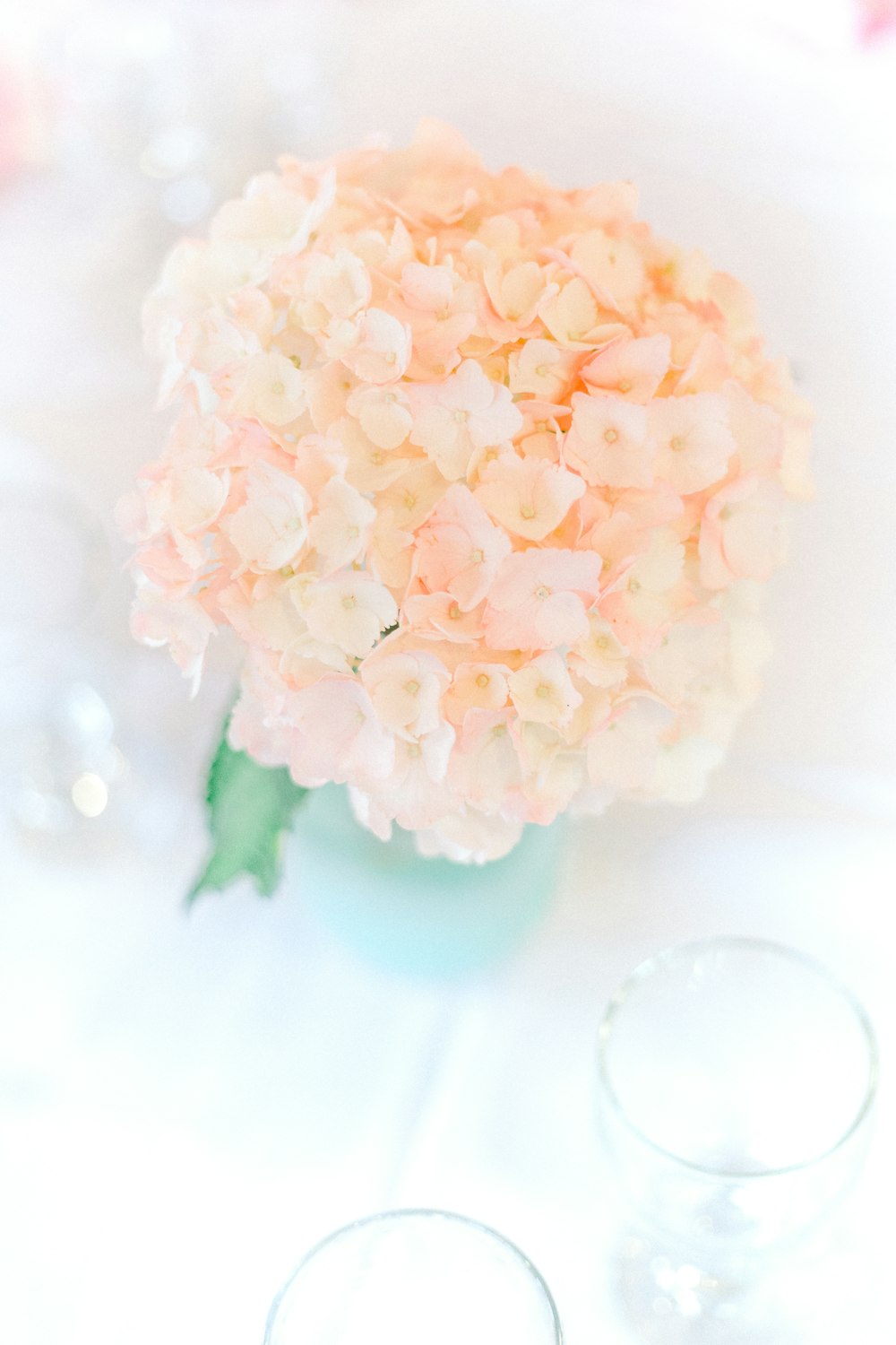 white cluster flower in close up photography