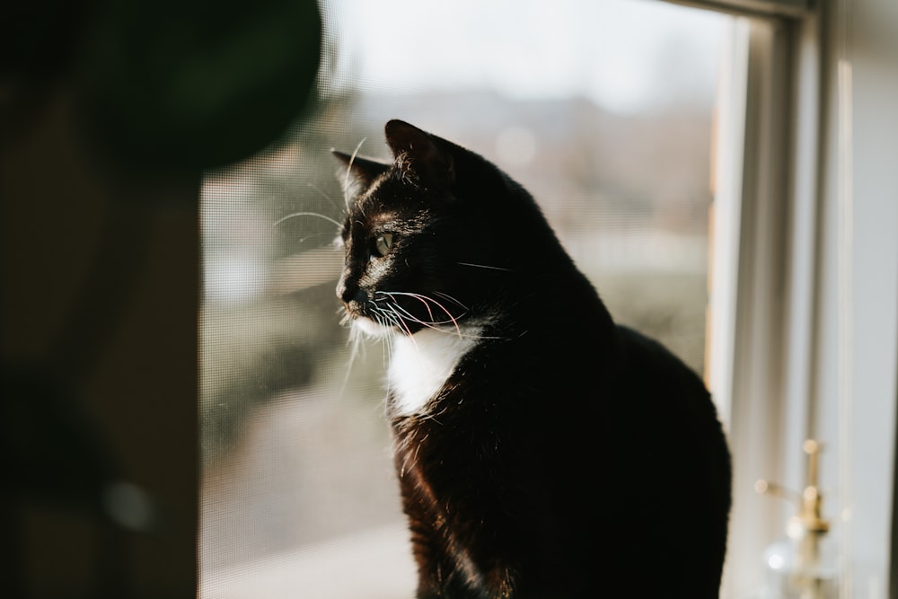 gatto in bianco e nero sulla finestra