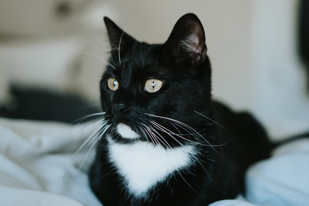 tuxedo cat on white textile