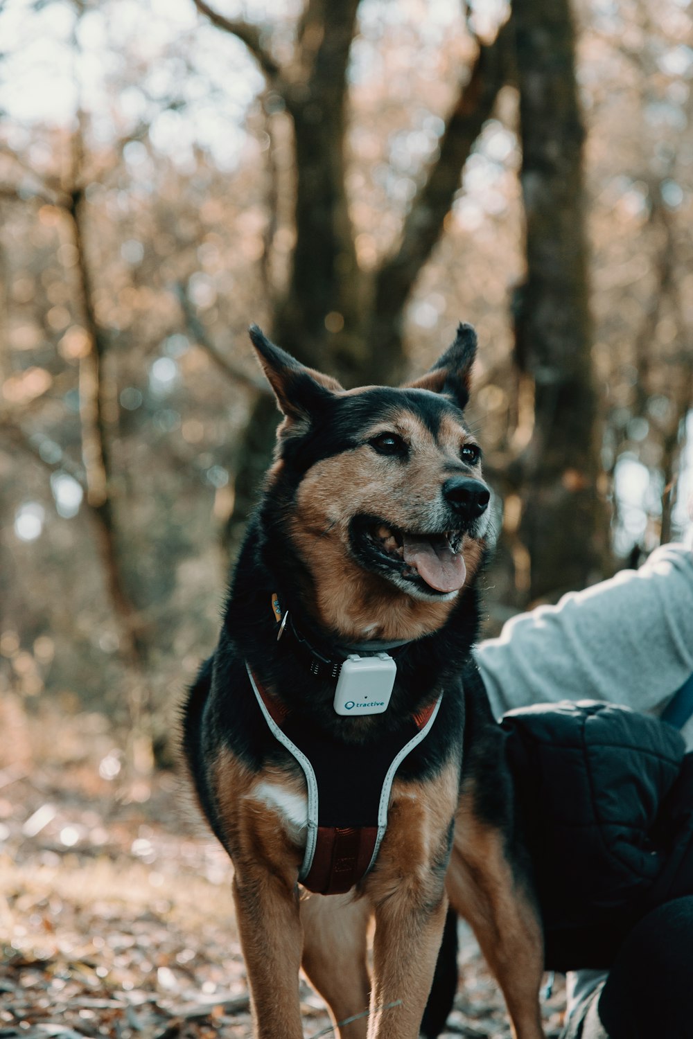 person in gray jacket and gray pants holding black and brown short coated dog